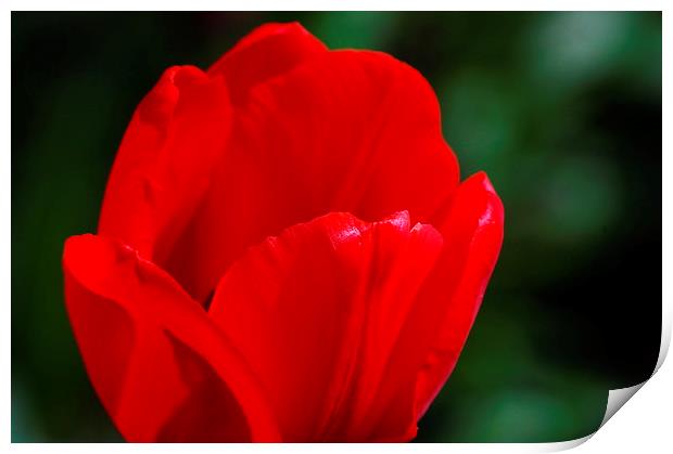 Red petals Print by Tracy Hughes
