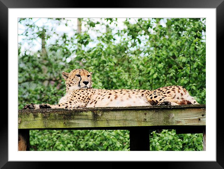 Cheetah 7 Framed Mounted Print by Ruth Hallam