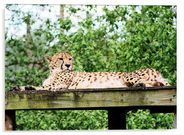 Cheetah 7 Acrylic by Ruth Hallam
