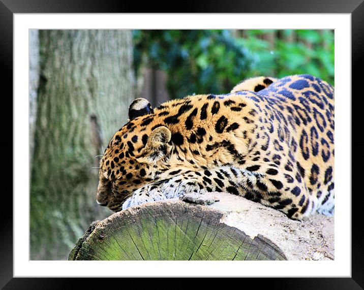 Leopard 2 Framed Mounted Print by Ruth Hallam