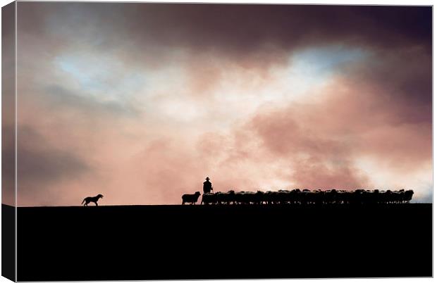 Shepherding in Devon 1 Canvas Print by Maggie McCall