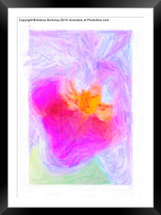 Abstract Orchid Pastel Framed Mounted Print by Antony McAulay