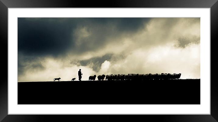 Shepherding in Devon 2 Framed Mounted Print by Maggie McCall