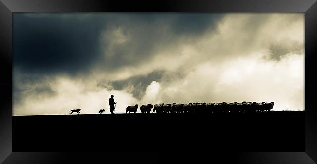 Shepherding in Devon 2 Framed Print by Maggie McCall