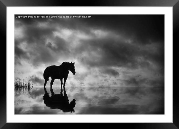 Horse Framed Mounted Print by Bahadir Yeniceri