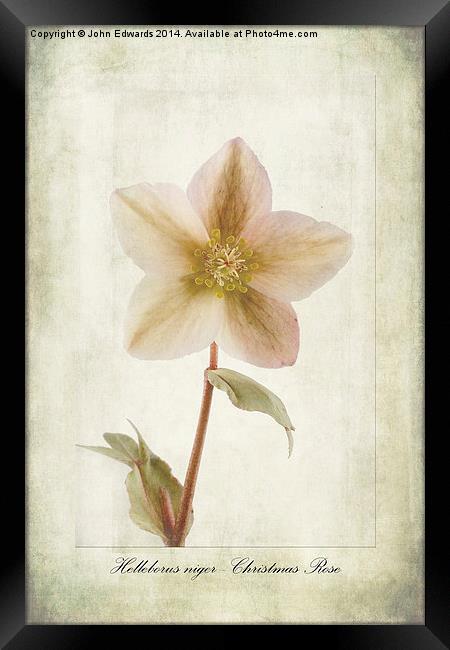 Helleborus niger Framed Print by John Edwards