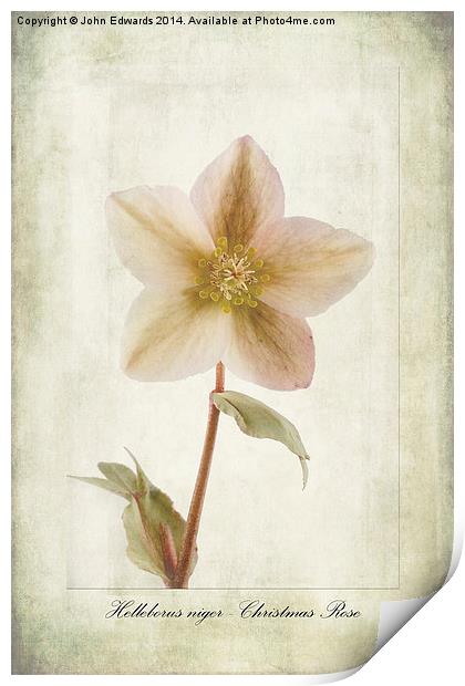 Helleborus niger Print by John Edwards