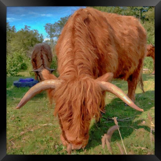 highland cow HDR Framed Print by Antony McAulay