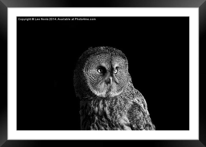 Great Grey Owl Framed Mounted Print by Lee Norris