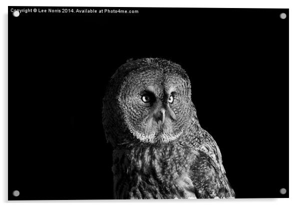 Great Grey Owl Acrylic by Lee Norris