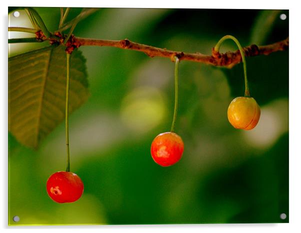 Three Cherries Acrylic by Karen Martin