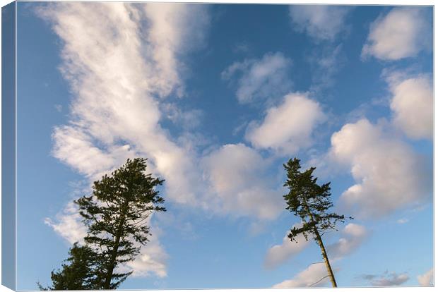 Evening sky and Pine trees. Canvas Print by Liam Grant