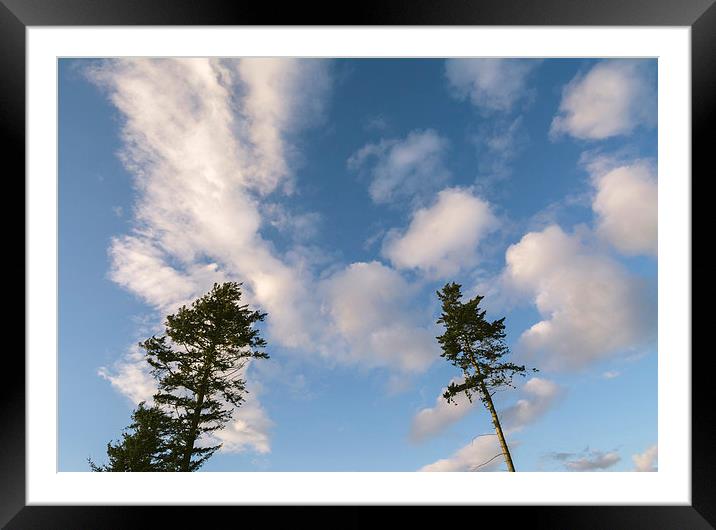 Evening sky and Pine trees. Framed Mounted Print by Liam Grant