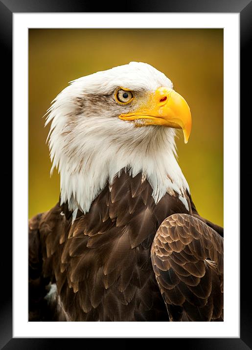 Bald Eagle Framed Mounted Print by Mark Llewellyn