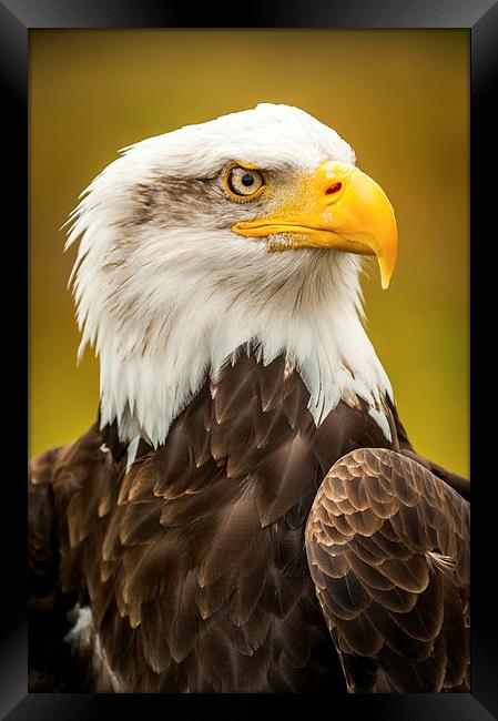Bald Eagle Framed Print by Mark Llewellyn