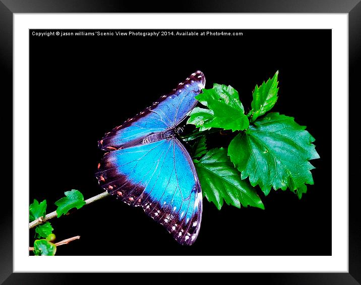 Blue Morpho Butterfly Framed Mounted Print by Jason Williams