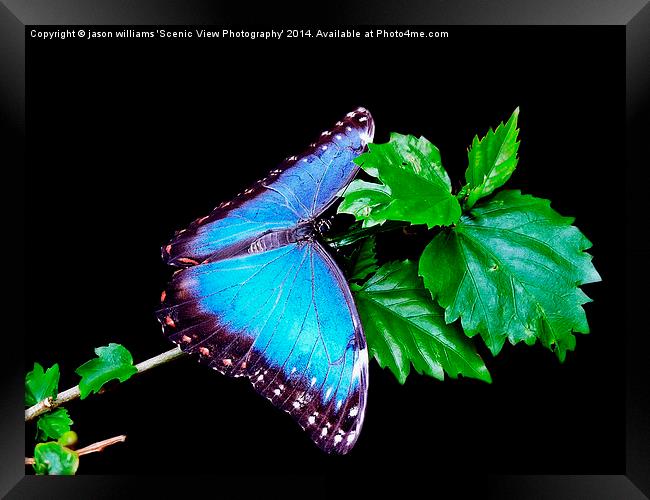 Blue Morpho Butterfly Framed Print by Jason Williams