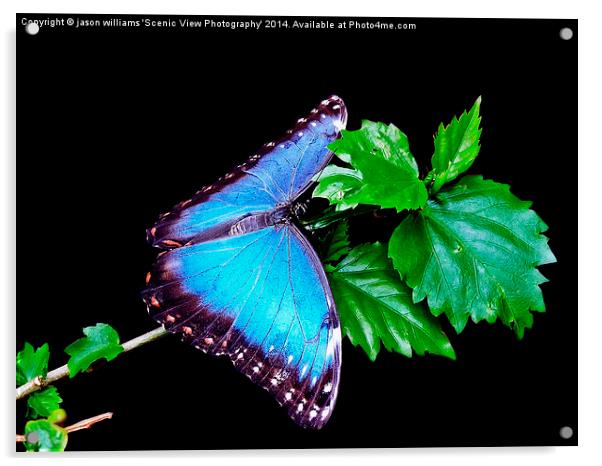 Blue Morpho Butterfly Acrylic by Jason Williams