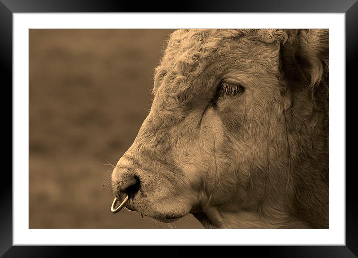 Close Portrait of a Bull in Sepia Framed Mounted Print by Bill Simpson