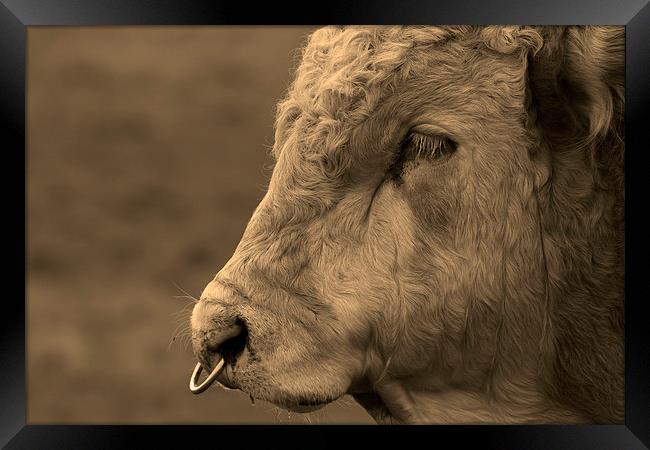 Close Portrait of a Bull in Sepia Framed Print by Bill Simpson