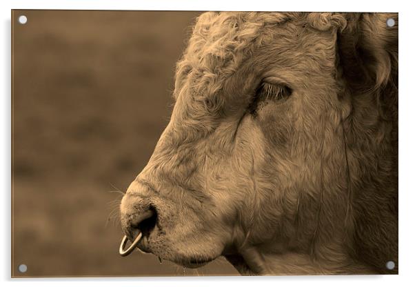 Close Portrait of a Bull in Sepia Acrylic by Bill Simpson