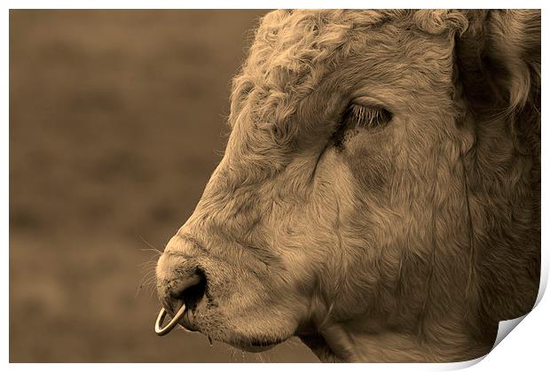 Close Portrait of a Bull in Sepia Print by Bill Simpson