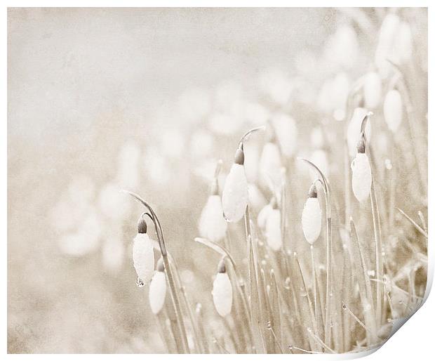 Whiter shade of pale Print by Dawn Cox
