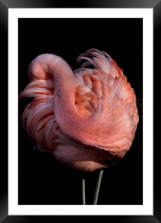 Pink Flamingo Framed Mounted Print by Sarah Pymer