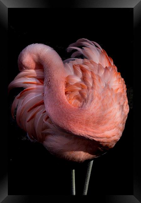 Pink Flamingo Framed Print by Sarah Pymer