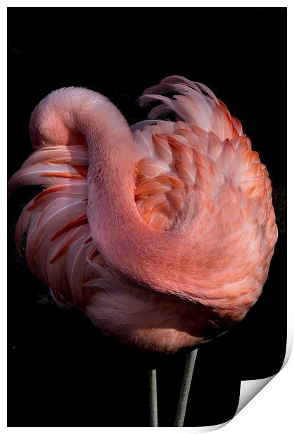 Pink Flamingo Print by Sarah Pymer