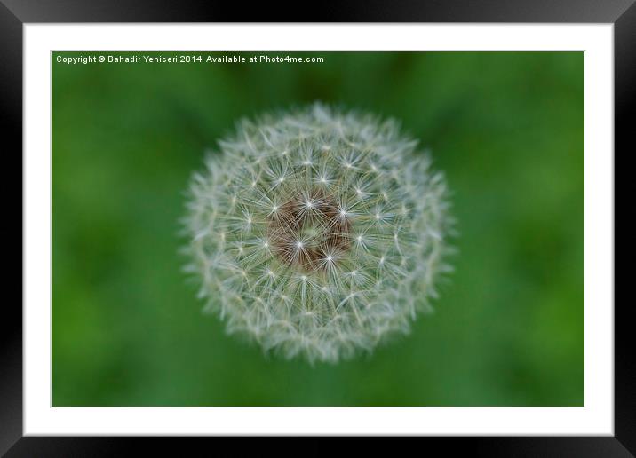 Dandelion Framed Mounted Print by Bahadir Yeniceri