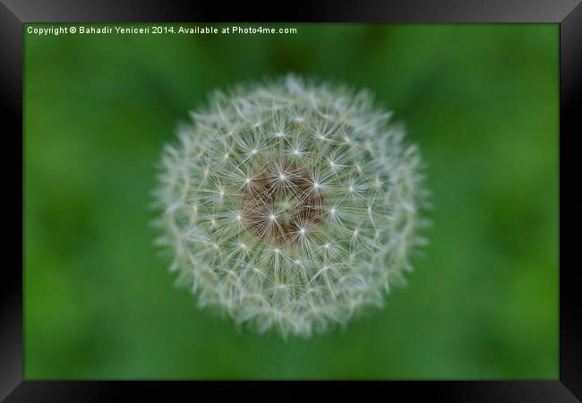 Dandelion Framed Print by Bahadir Yeniceri