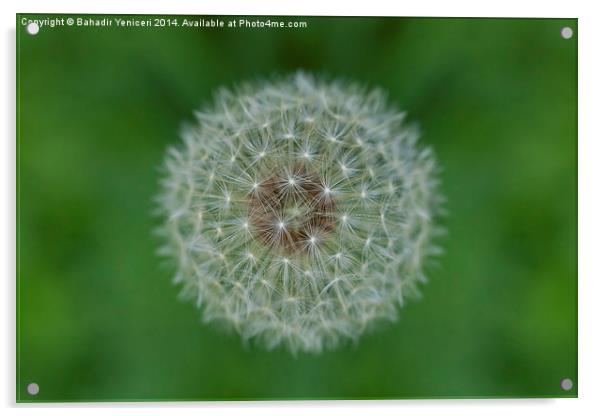 Dandelion Acrylic by Bahadir Yeniceri