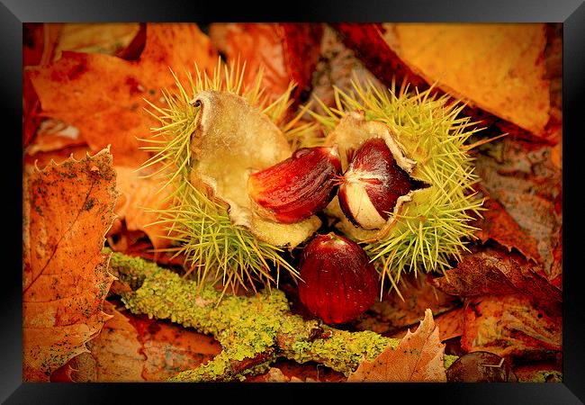 Sweet Chestnuts Framed Print by Mandy Hedley