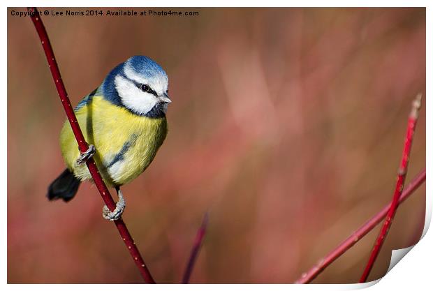 Blue Tit Print by Lee Norris