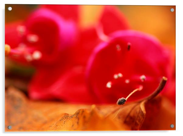 Fuchsia Acrylic by Mandy Hedley