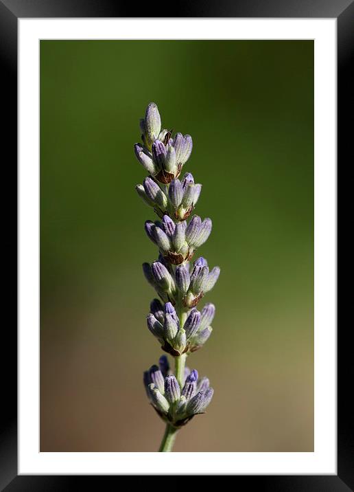 Lavender Stem Framed Mounted Print by Adam Withers