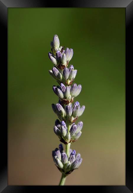 Lavender Stem Framed Print by Adam Withers