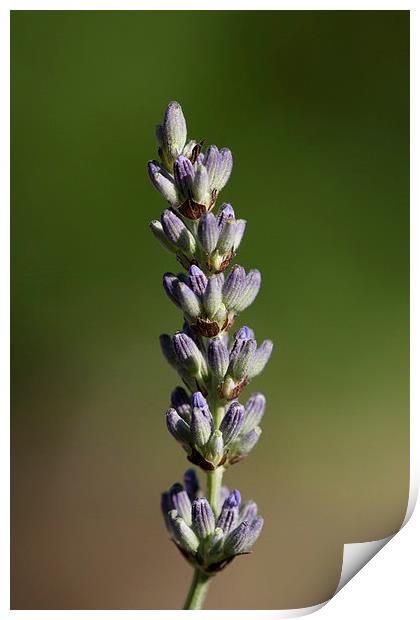 Lavender Stem Print by Adam Withers