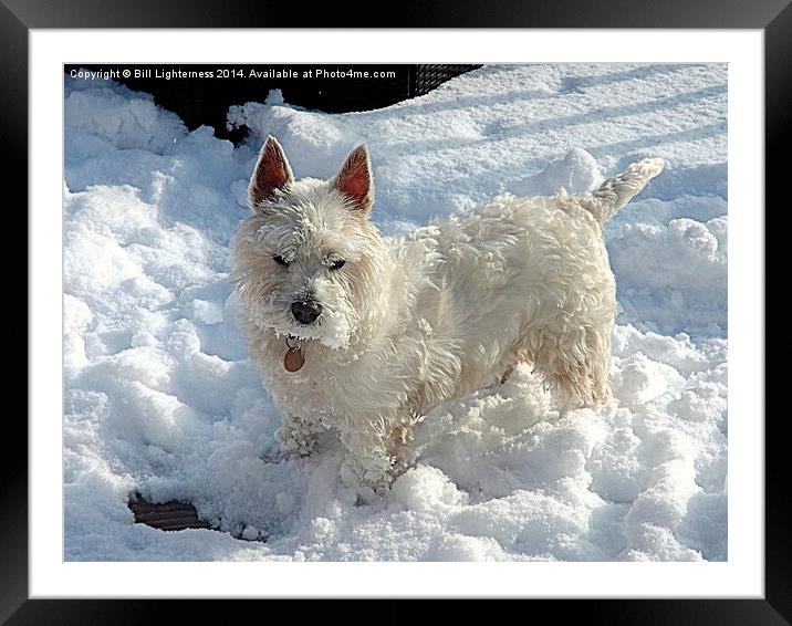 White Dog , White Snow ! Framed Mounted Print by Bill Lighterness