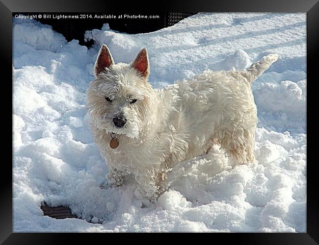 White Dog , White Snow ! Framed Print by Bill Lighterness