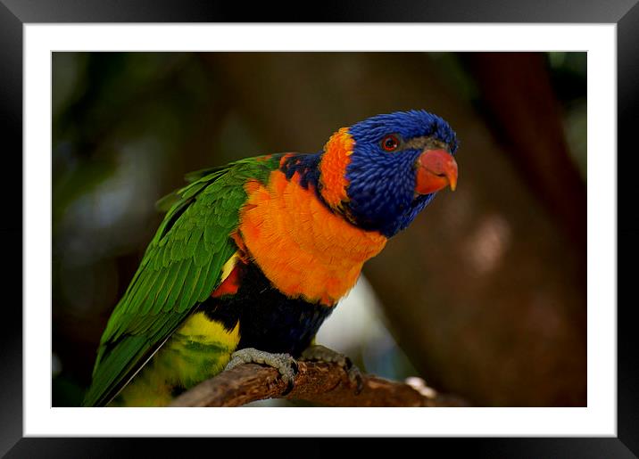 Purple Crowned Visitor Framed Mounted Print by Graham Palmer