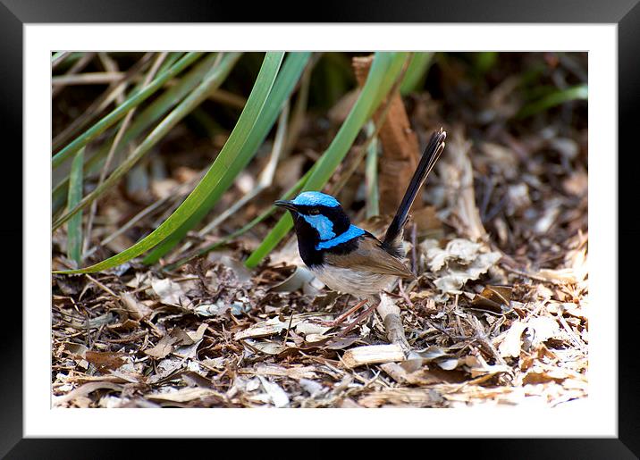 Ive Got My Eye On You Framed Mounted Print by Graham Palmer