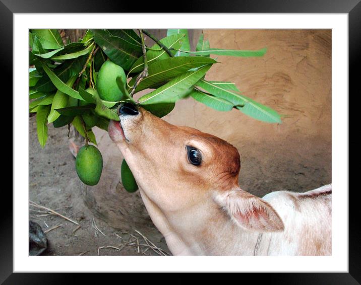 Hungry calf consuming mango Framed Mounted Print by Susmita Mishra