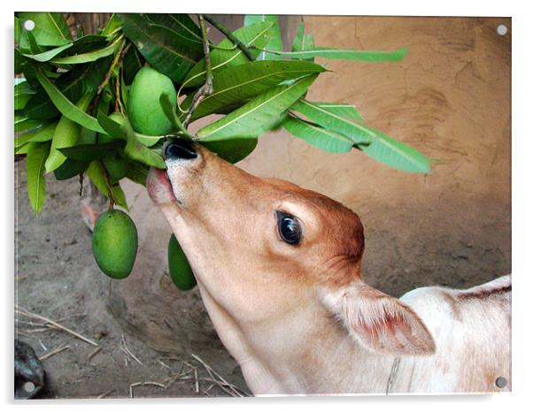 Hungry calf consuming mango Acrylic by Susmita Mishra