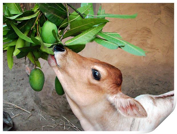 Hungry calf consuming mango Print by Susmita Mishra