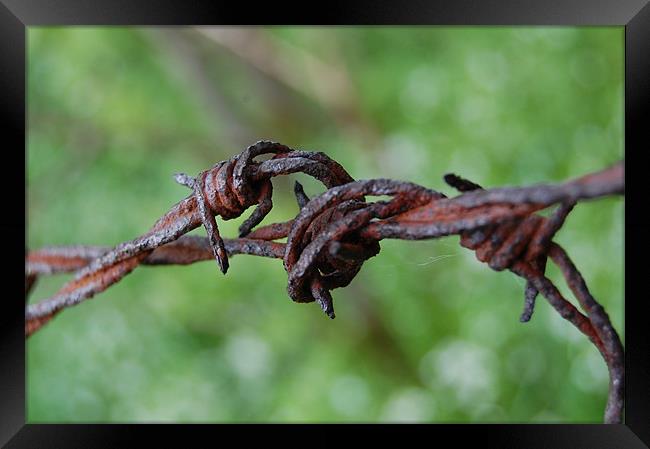 barbed wire Framed Print by david hopson