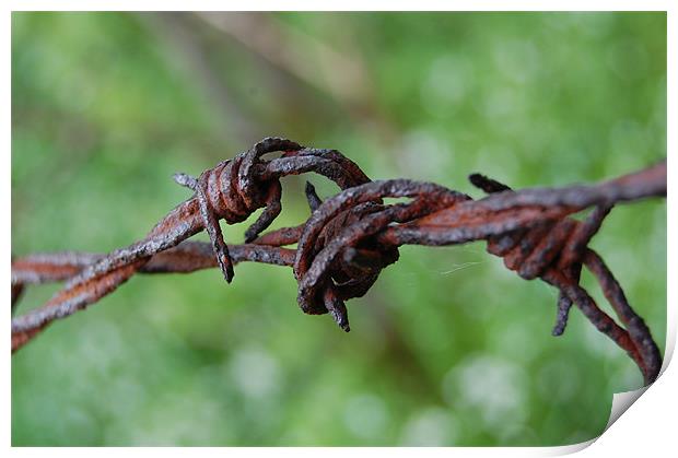 barbed wire Print by david hopson