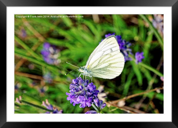 Green Veined White butterfly Framed Mounted Print by Frank Irwin