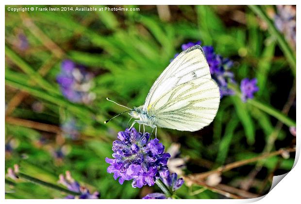 Green Veined White butterfly Print by Frank Irwin